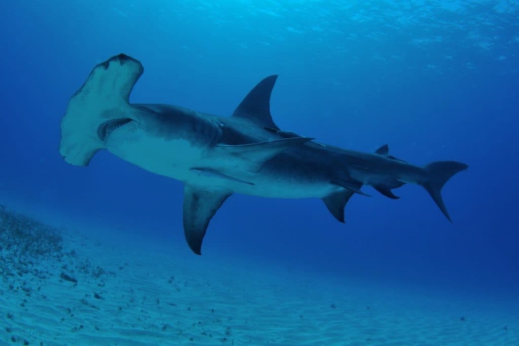 Hammerhead Shark 