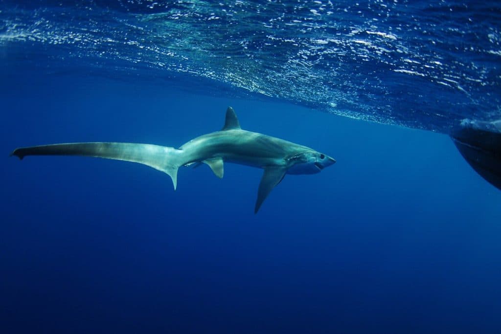 Thresher Shark 