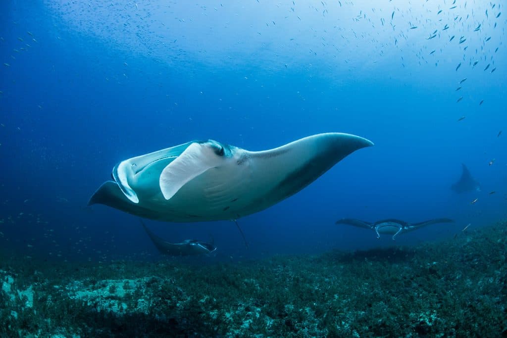 manta ray
