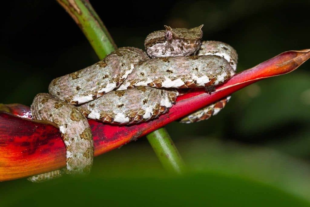 venomous snake in bali