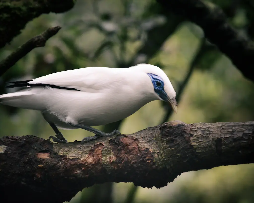 Protect Endangered Species